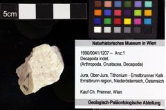 Foto (Objket + Etiketten) von Decapoda indet. 